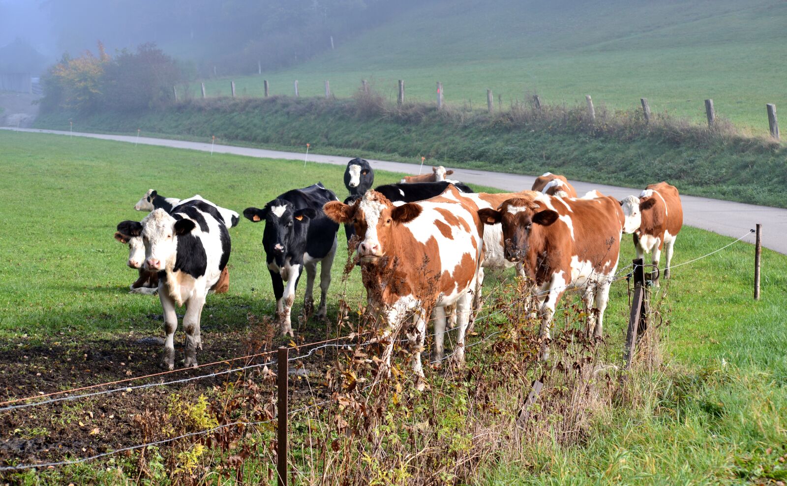 Nikon D600 sample photo. Cows, mammals, ruminants photography