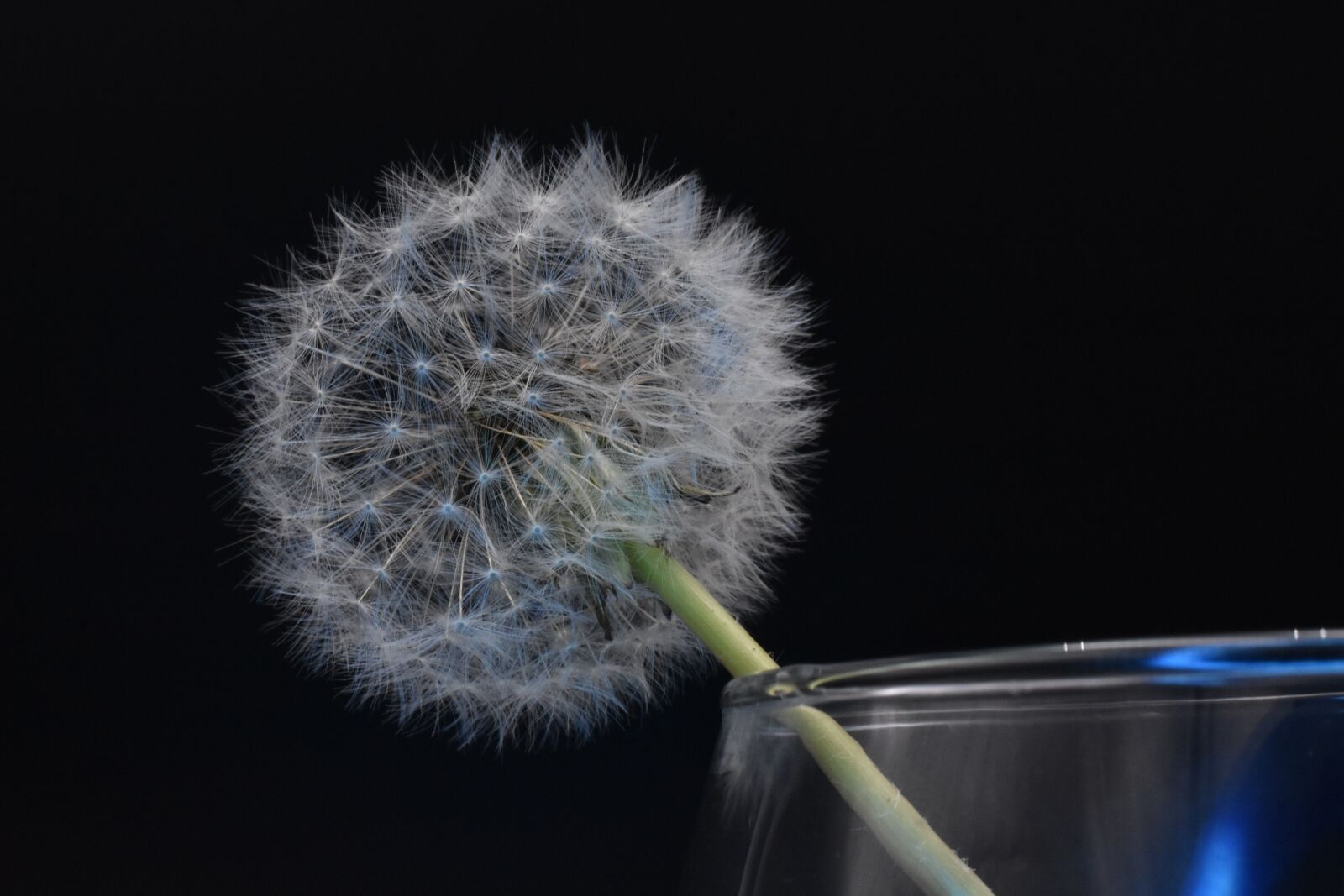Nikon D3400 sample photo. Flower, spore, spring photography