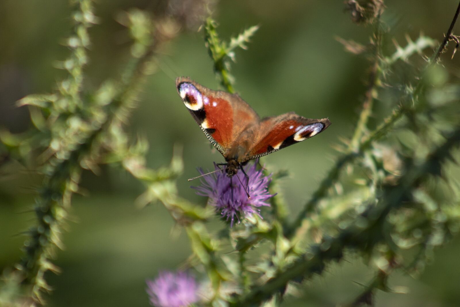 Canon EOS 1300D (EOS Rebel T6 / EOS Kiss X80) sample photo. Butterfly, insect, blooms at photography