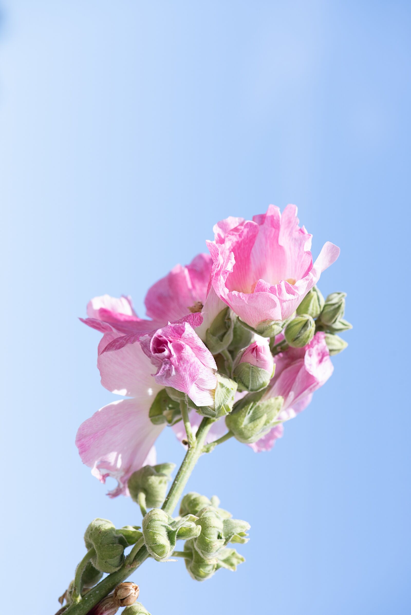 Nikon D750 sample photo. Stock rose, pink, pink photography