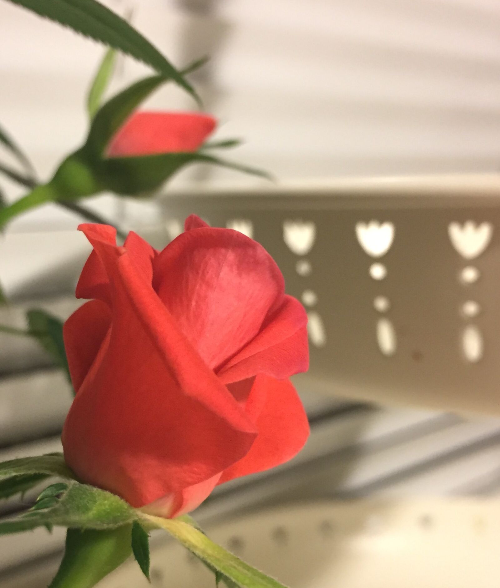 iPhone 6 back camera 4.15mm f/2.2 sample photo