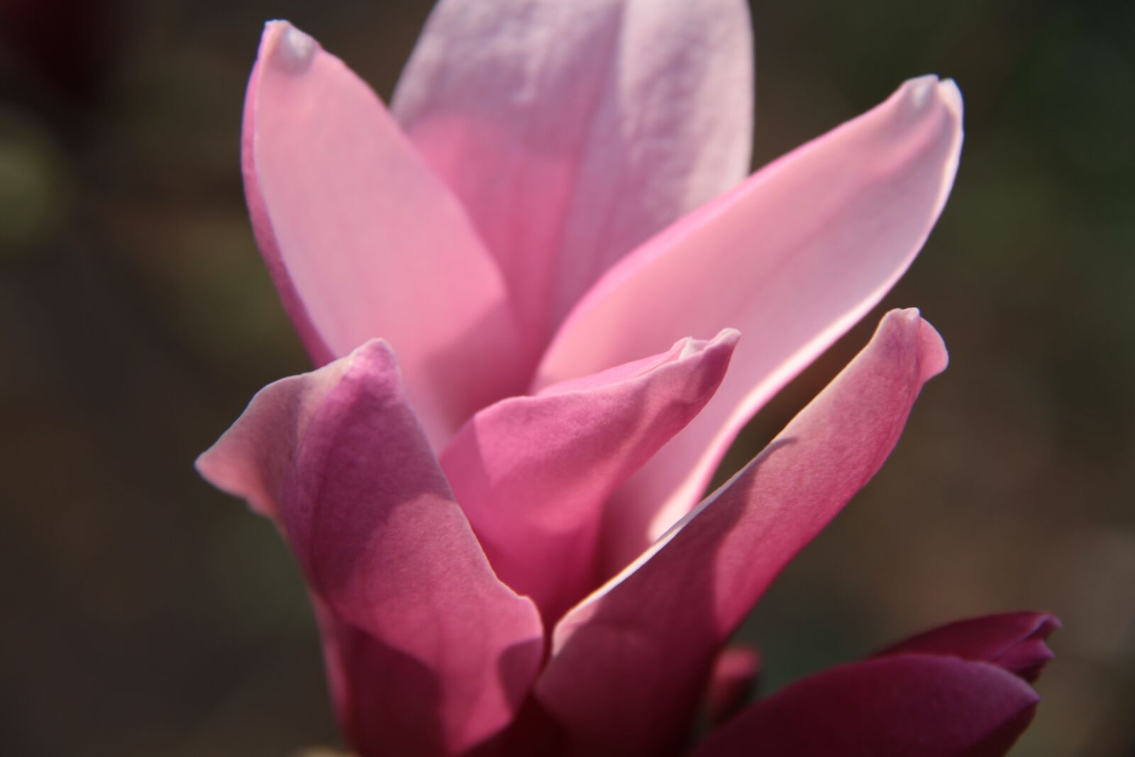 Canon EOS 7D + Canon EF-S 18-200mm F3.5-5.6 IS sample photo. Magnolia, spring, violet photography