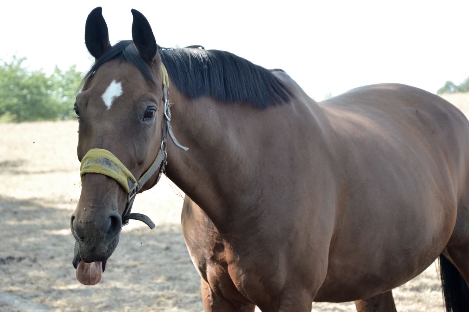 Nikon D3200 sample photo. Horse, animal, mare photography