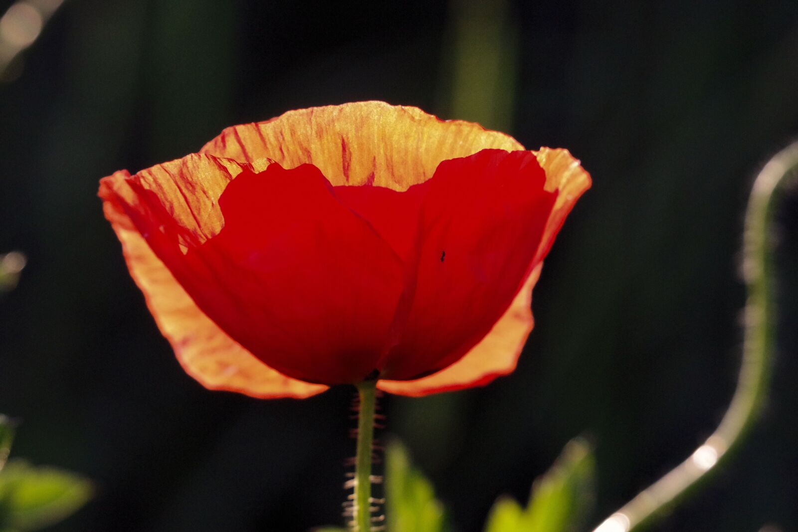 Pentax K-70 sample photo. Poppy, nature, summer photography