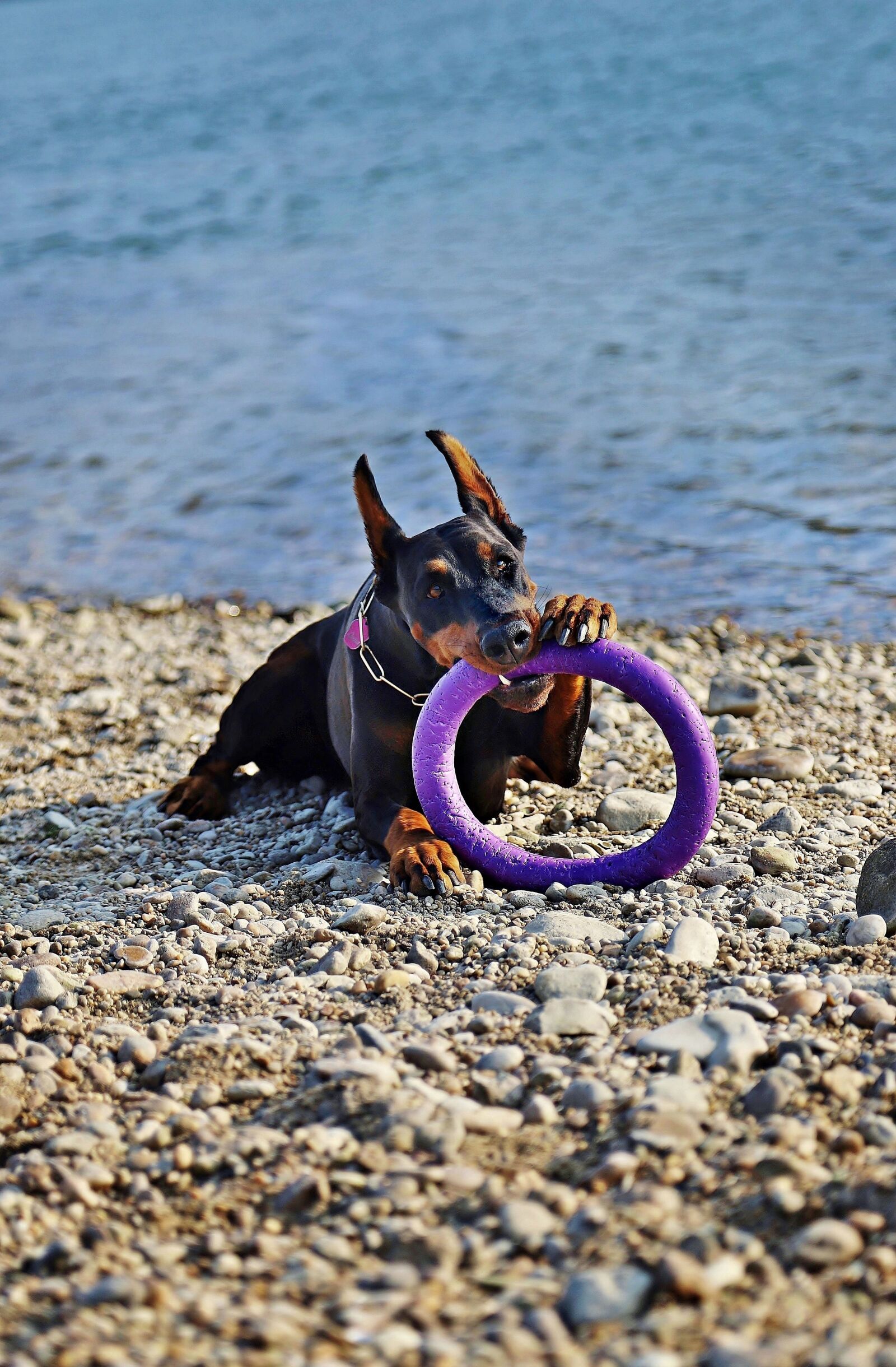 Canon EOS 6D Mark II sample photo. Doberman, dog, beautiful photography