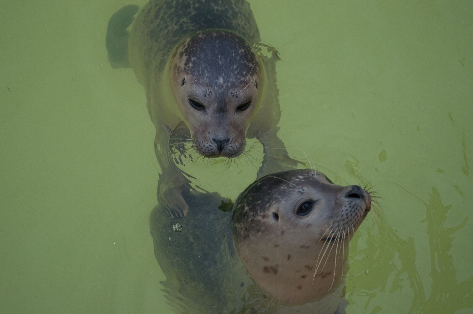 Nikon D5000 sample photo. Seal, animal, water photography