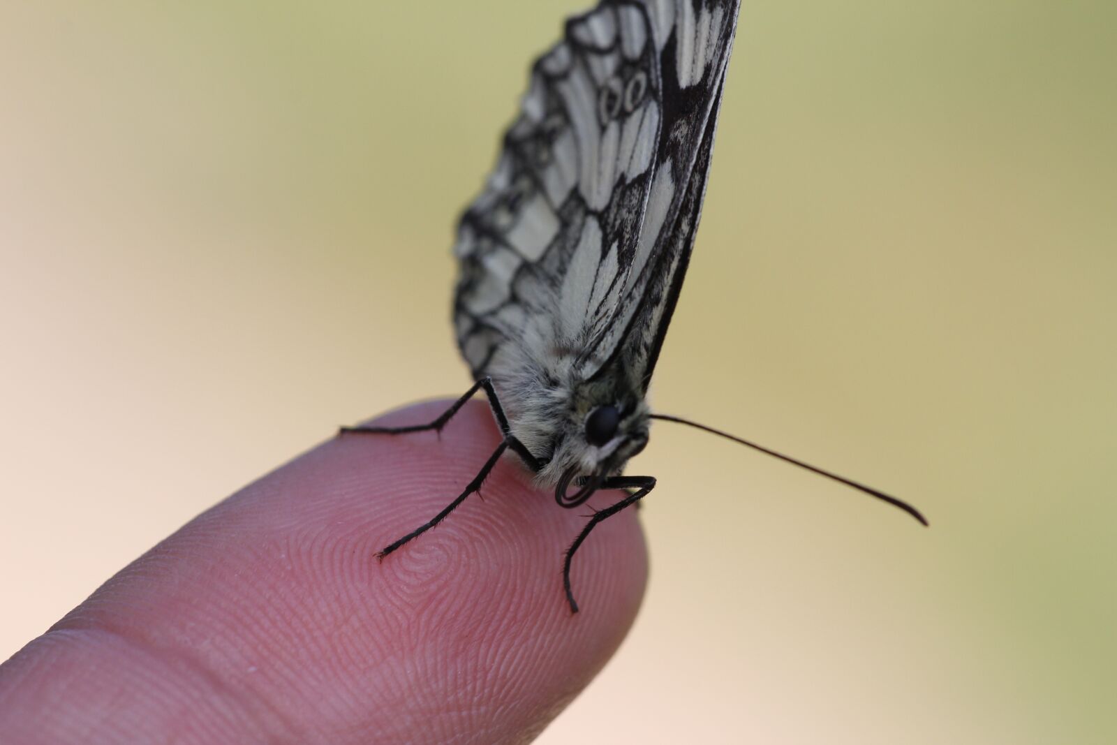 Canon EOS 60D sample photo. Insect, nature, animal world photography