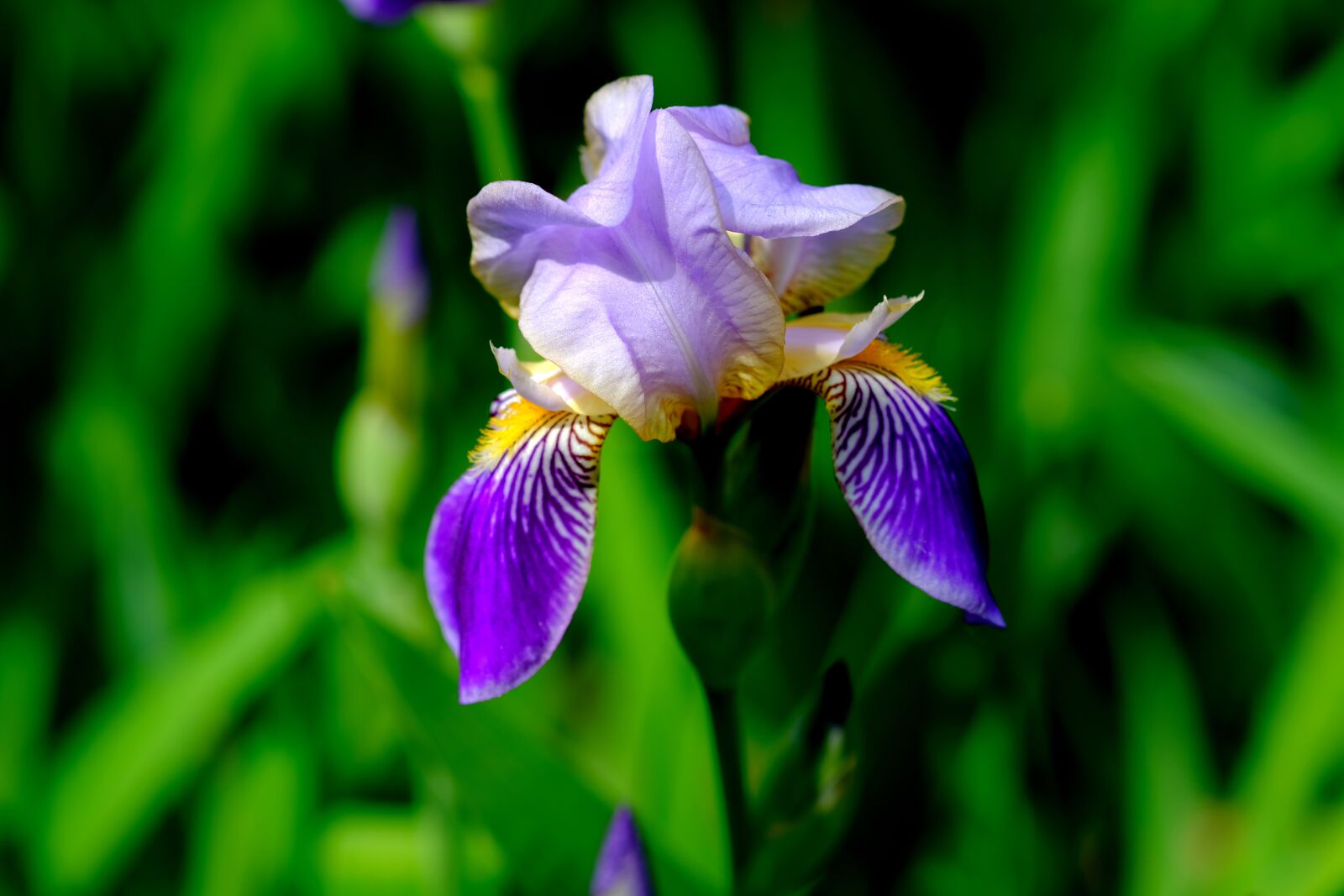 Fujifilm X-T20 sample photo. Iris, blossom, bloom photography