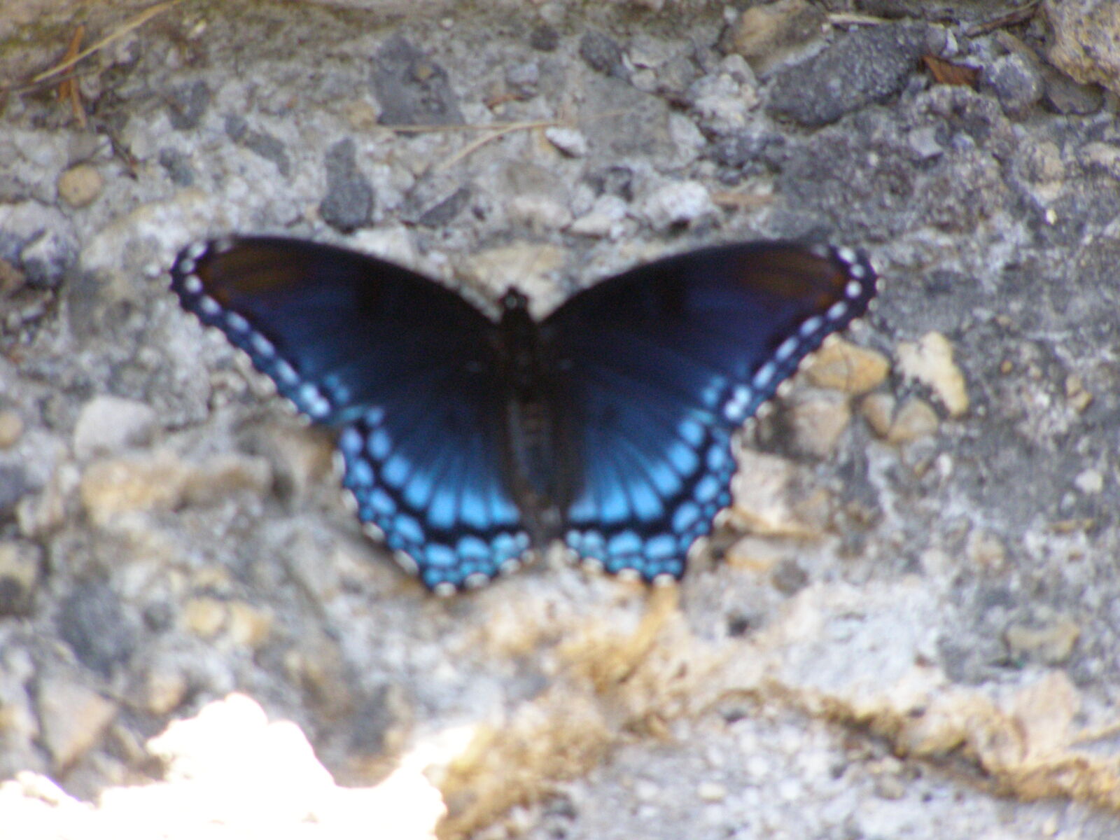 Olympus SP500UZ sample photo. Butterfly photography