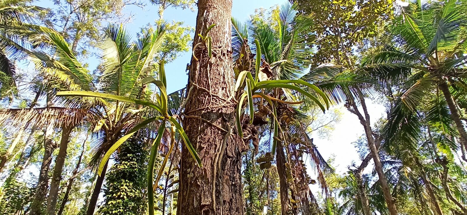 Xiaomi Redmi Note 8 Pro sample photo. Rhynchostylus retusa, wild, orchid photography
