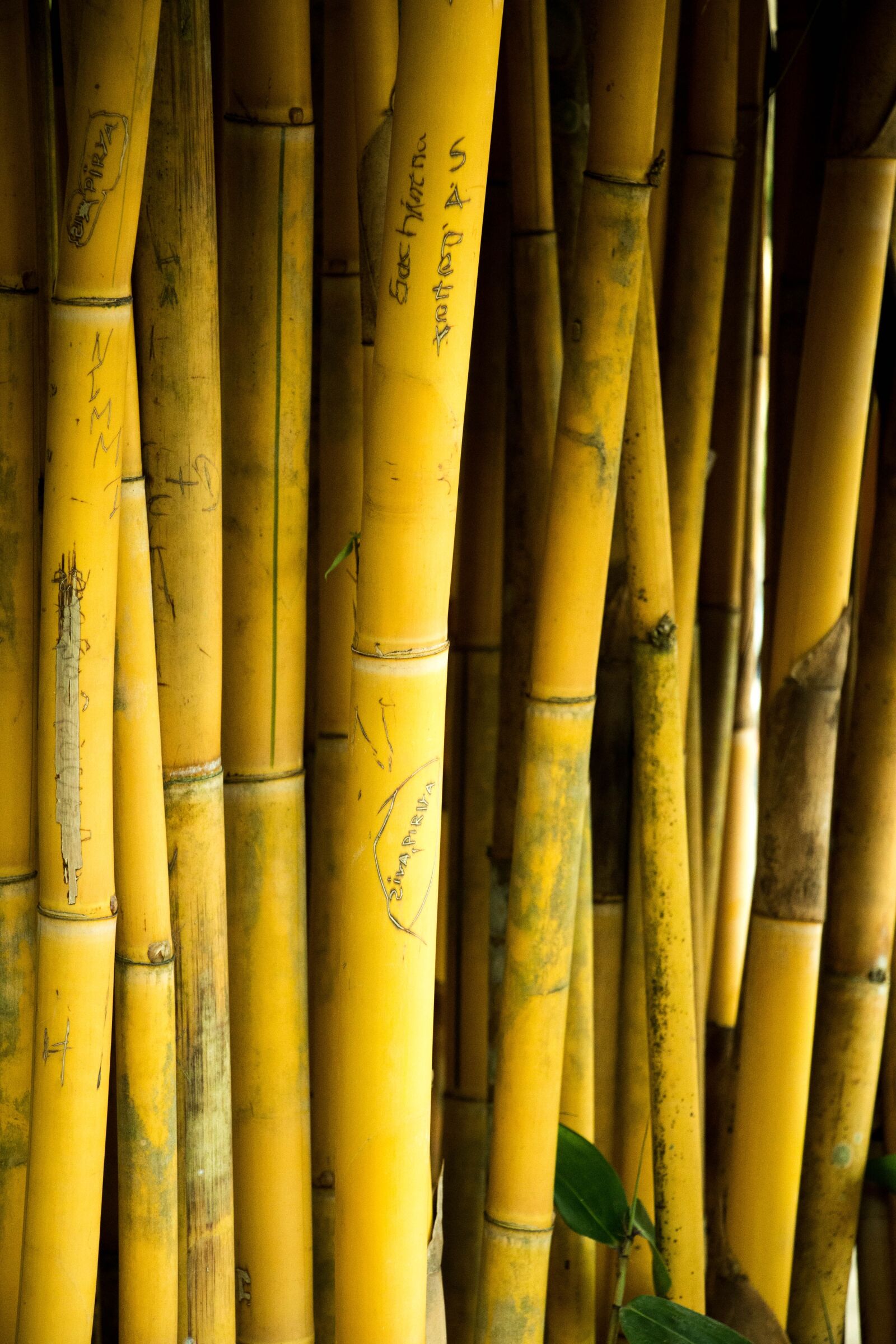 Canon EOS 70D sample photo. Bamboo, sri lanka, nature photography