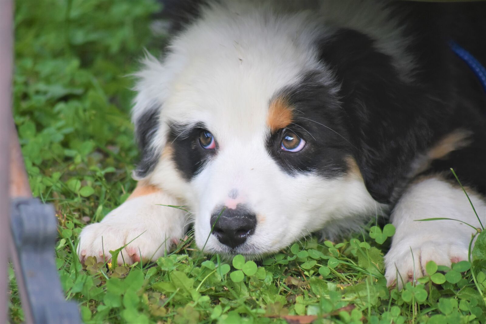 Nikon D7200 sample photo. Dog, pup, cute photography