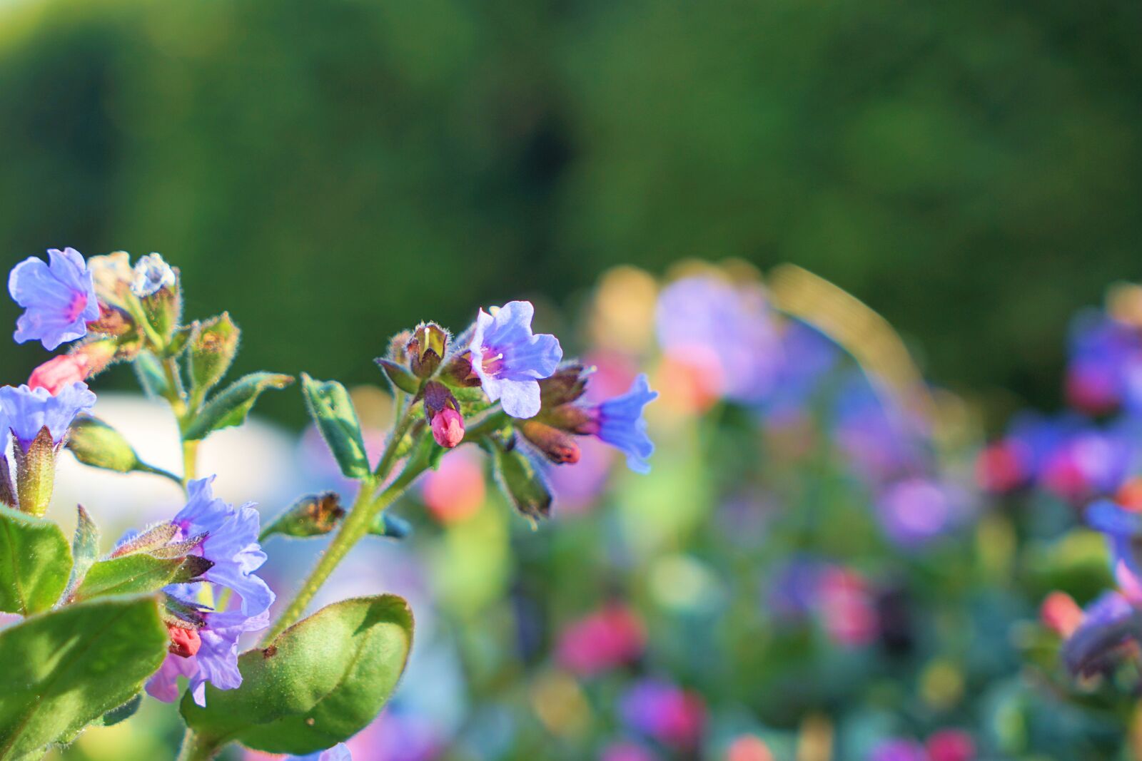 Sony a7 II + Sony Vario Tessar T* FE 24-70mm F4 ZA OSS sample photo. Spring, garden, flower photography
