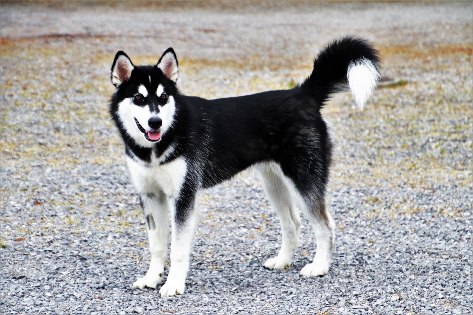 Canon EOS 80D sample photo. Dog, charming, husky photography