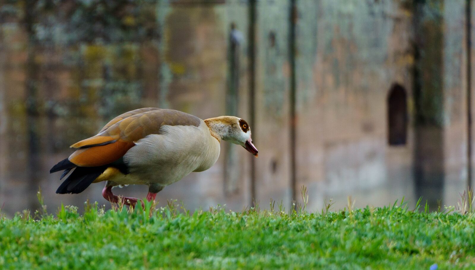 Sony E 18-135mm F3.5-5.6 OSS sample photo. Wild goose, rhine river photography