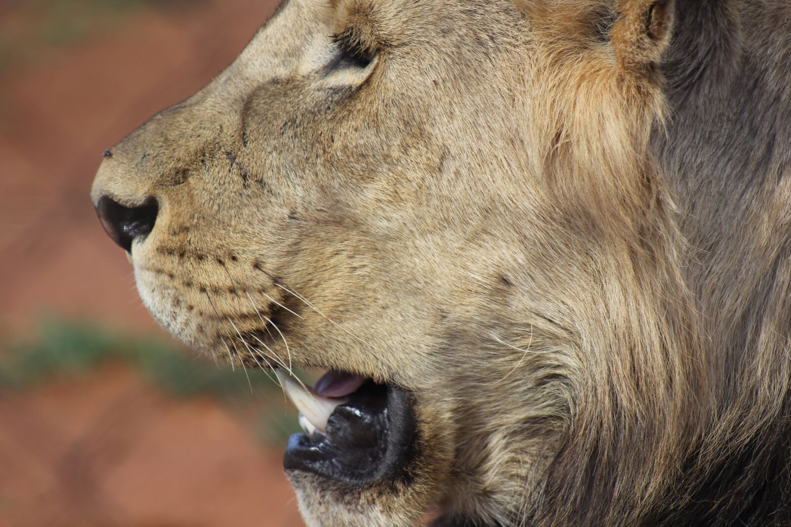 Canon EOS 60D sample photo. Lion, head, mane photography