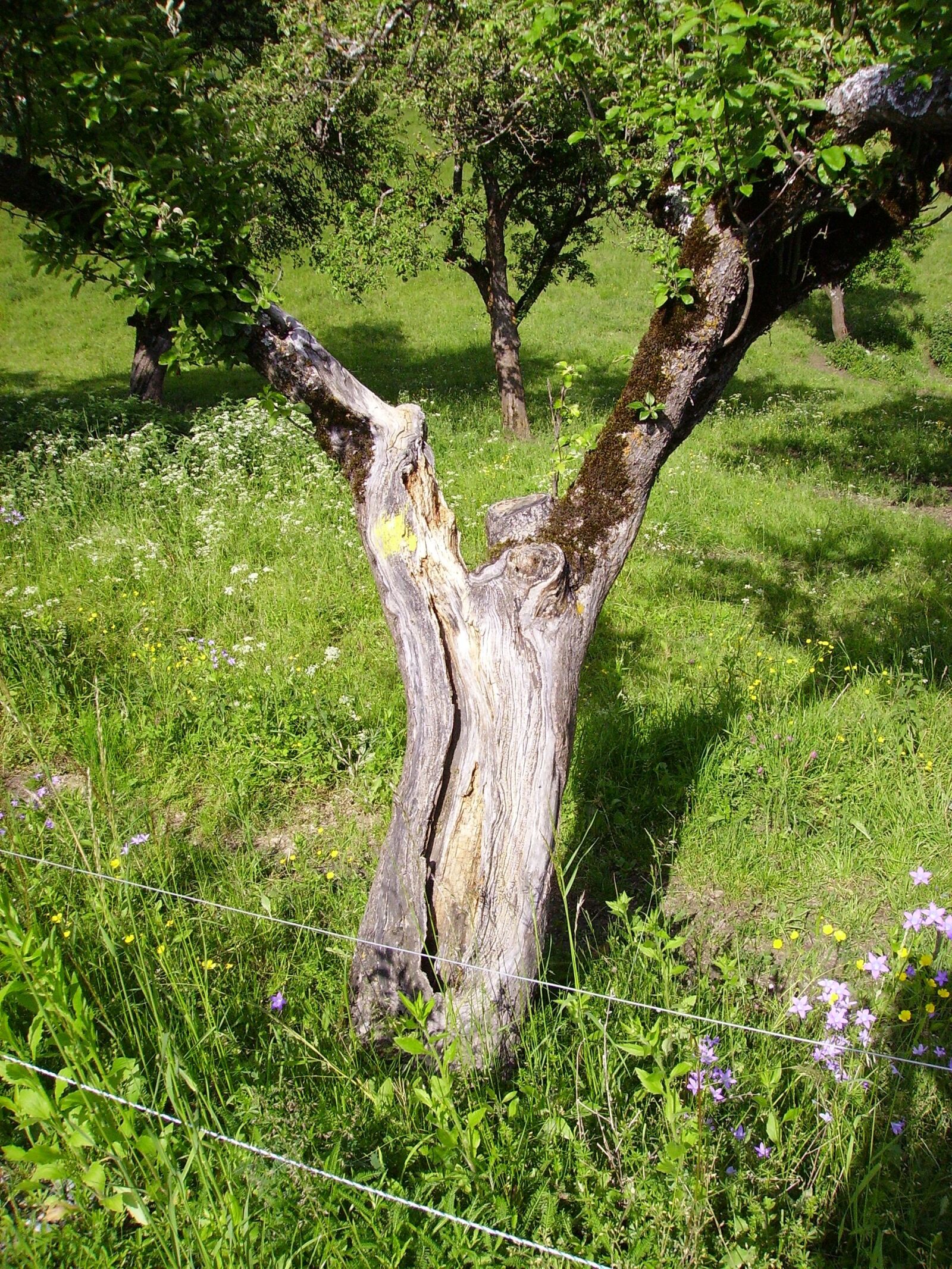 CAMERA 5MP-9Q3 sample photo. Tree, old, nature photography