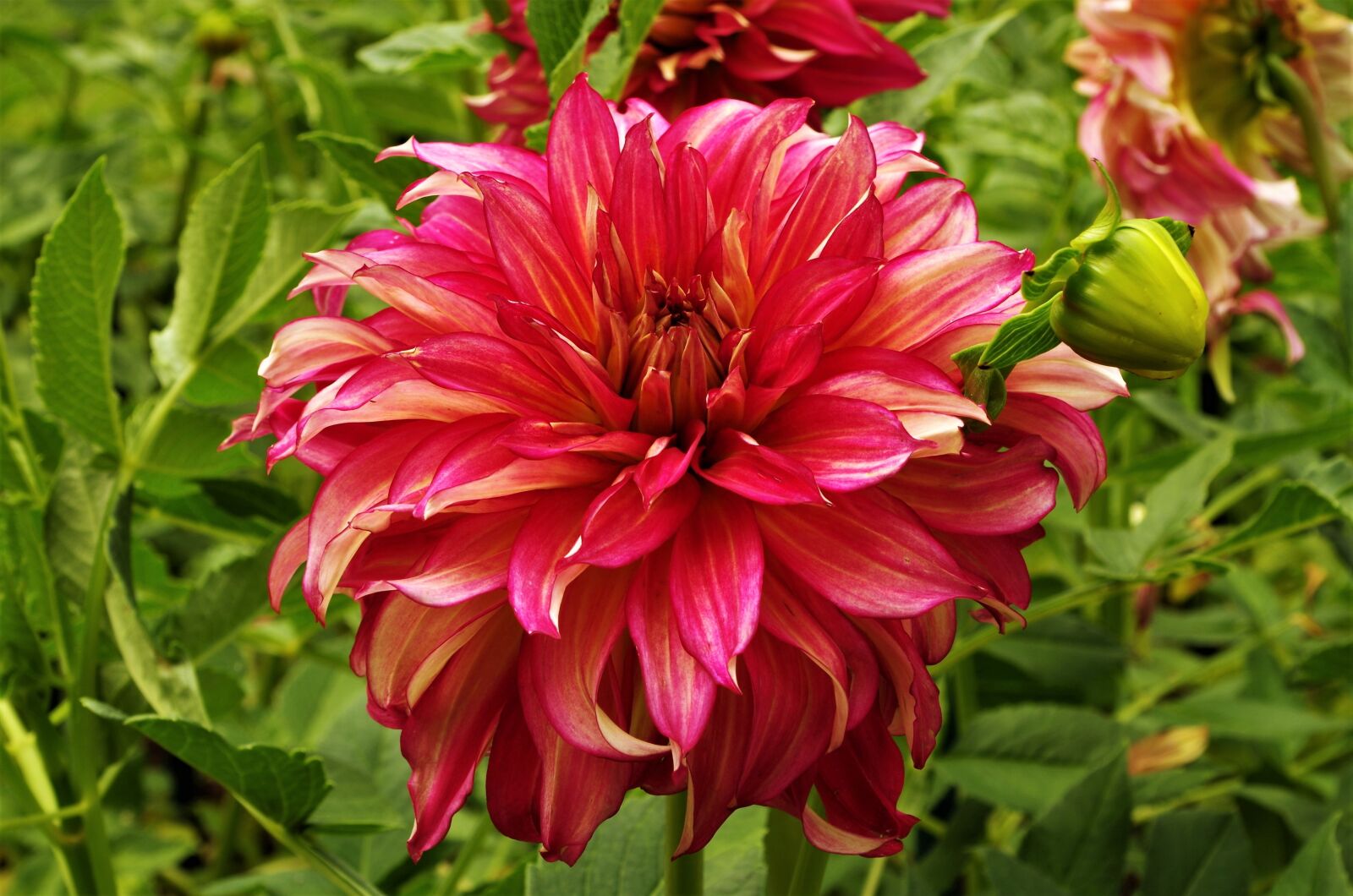 Pentax K-50 sample photo. Flower, flower mottled, dalia photography