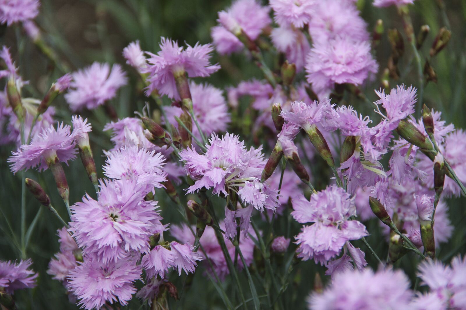 Canon EOS 650D (EOS Rebel T4i / EOS Kiss X6i) + Canon EF-S 18-135mm F3.5-5.6 IS sample photo. Carnation, turkish, bloom photography