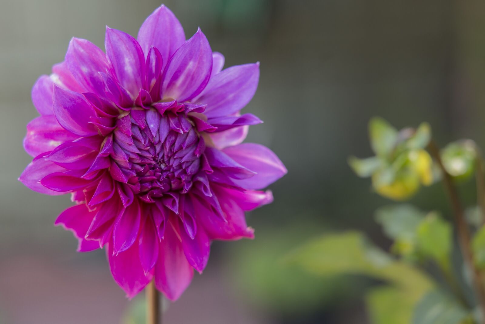 Canon EOS 6D sample photo. Dahlia, flower, plant photography