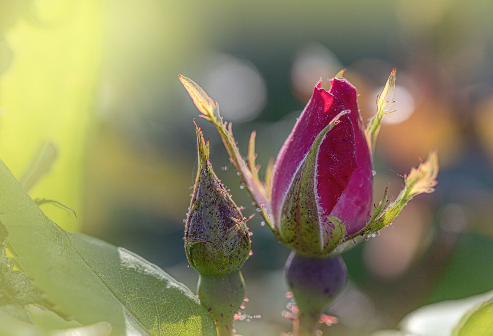 Nikon Z6 sample photo. Rose, flower, nature photography