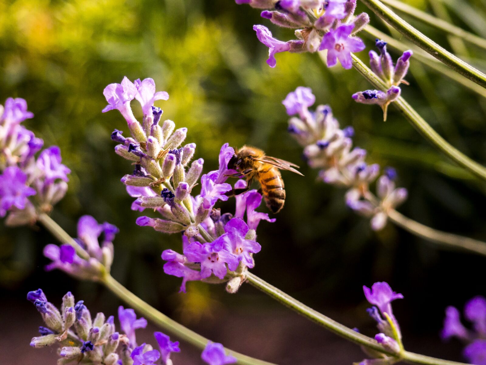 Olympus OM-D E-M10 II sample photo. Nature, bee, flowers photography