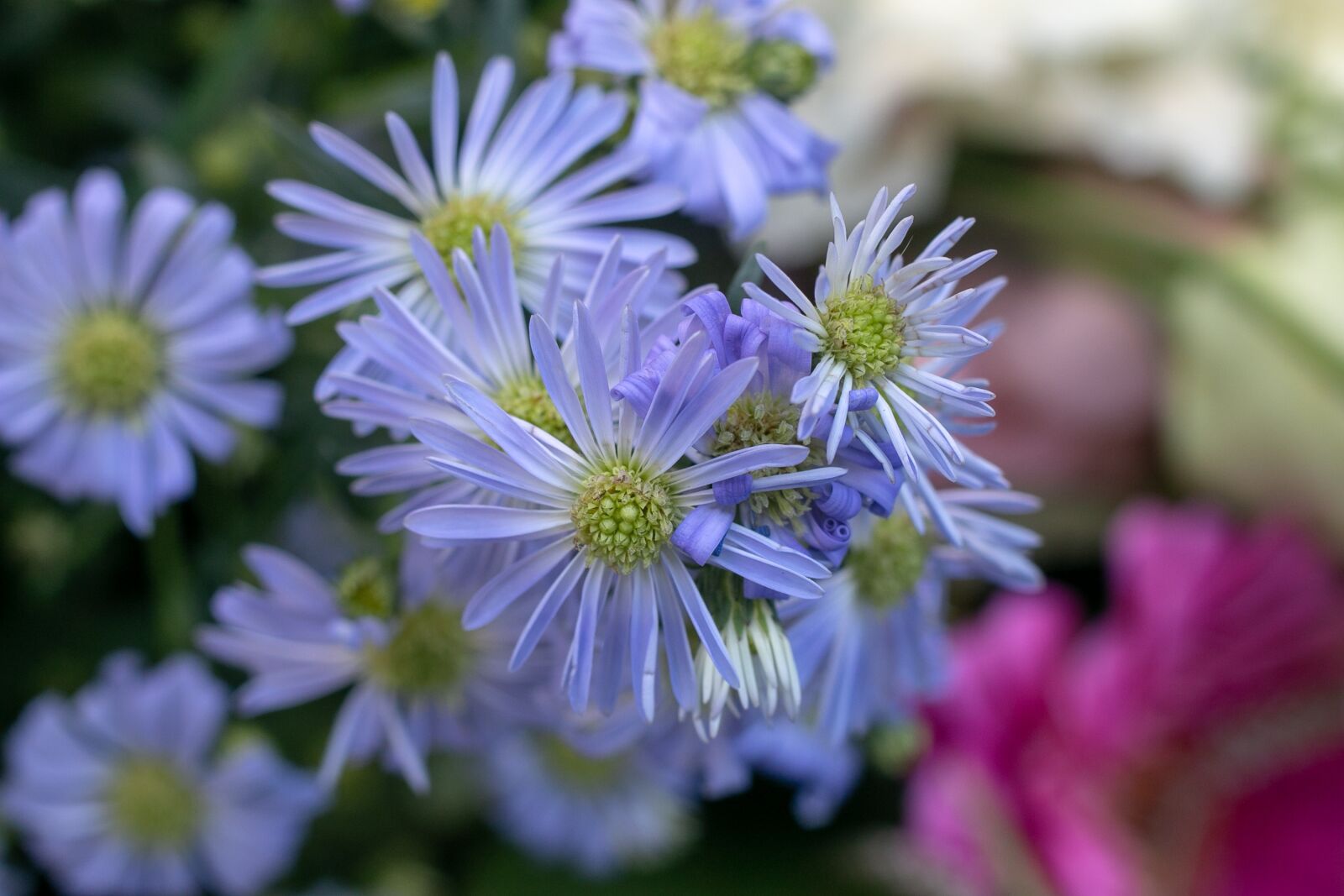 Canon EOS 70D + Canon EF 50mm F1.8 II sample photo. Flower, macro, plant photography