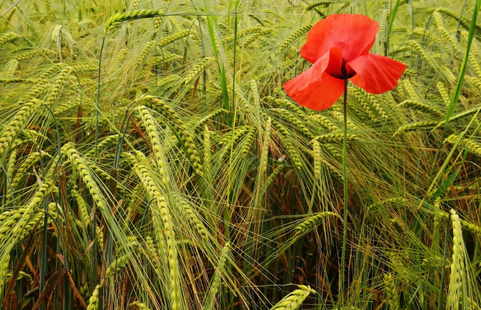 Canon EF 16-35mm F4L IS USM sample photo. Poppy, flower, wheat photography