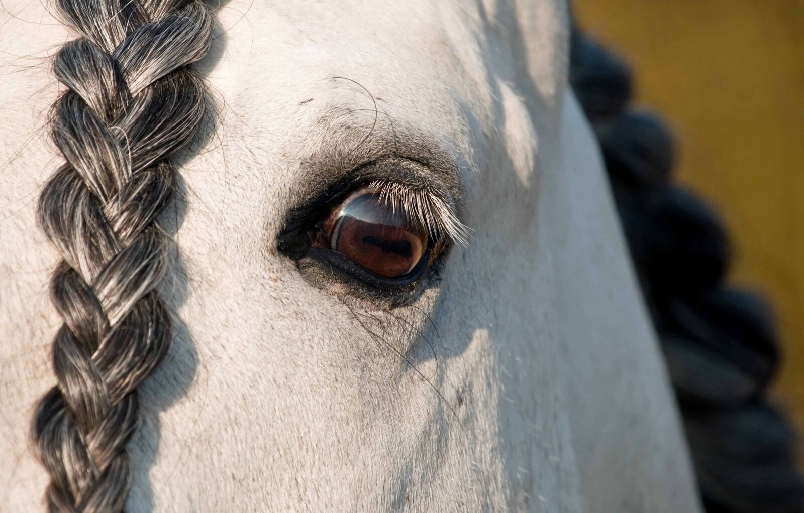 Nikon D300 sample photo. Eye, head, white horse photography