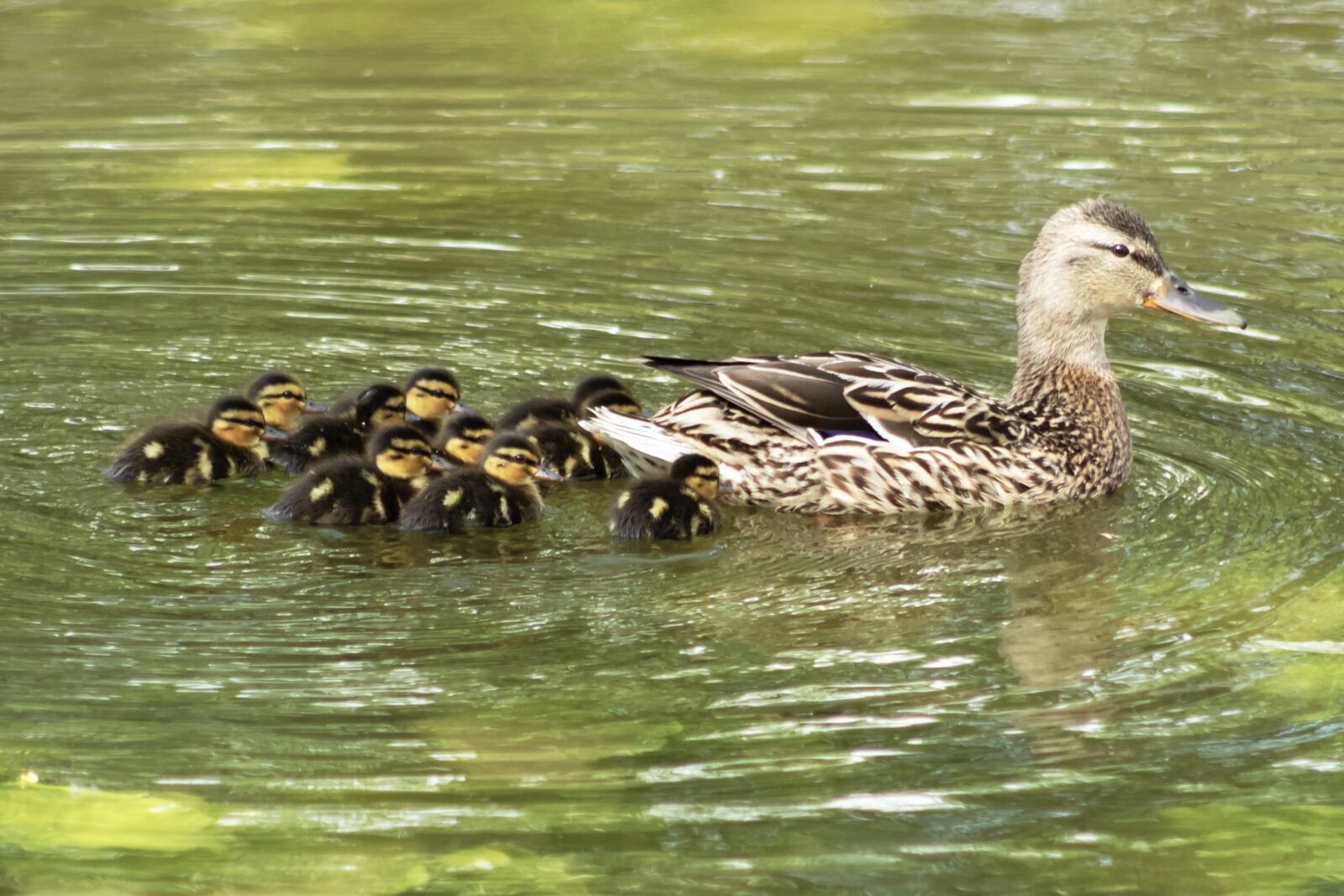 Canon EF75-300mm f/4-5.6 sample photo. Duck, wild ducks, female photography