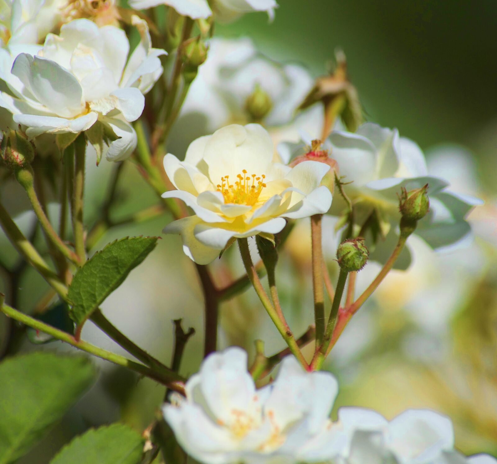 Nikon D5100 sample photo. Bloom, blooming, flowers, blooms photography