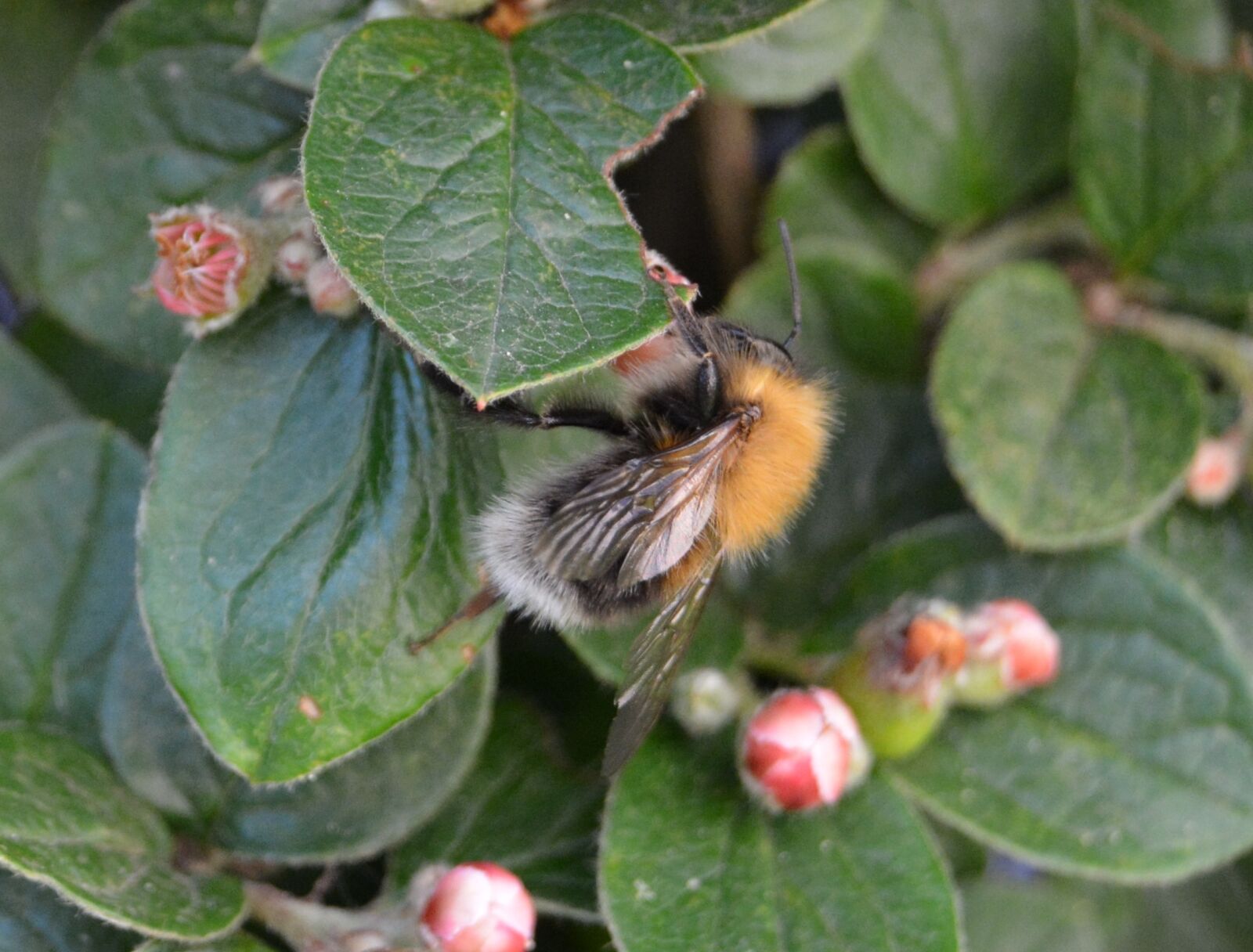 Nikon D5200 sample photo. Hummel, blossom, bloom photography