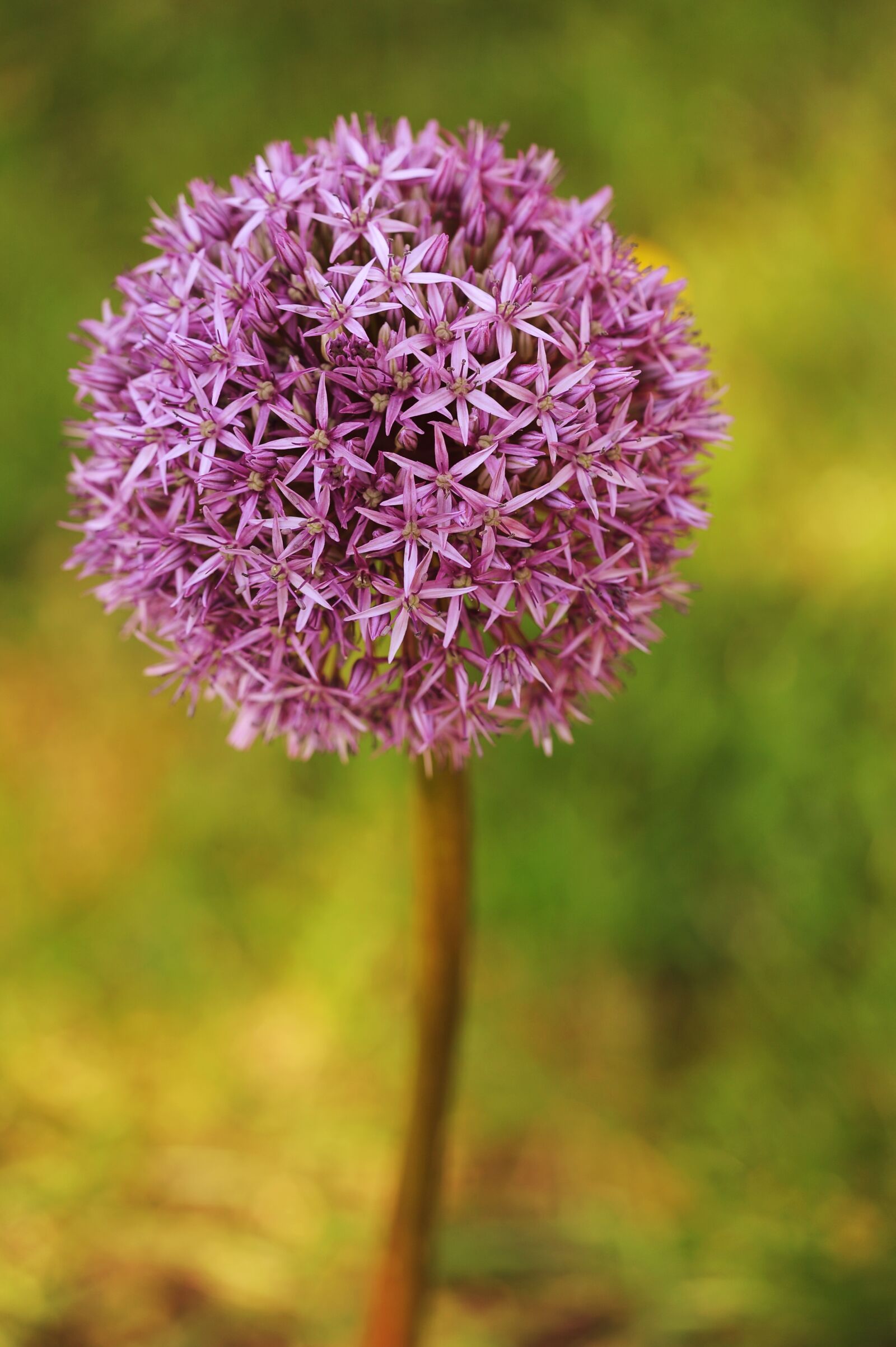 Nikon D3S sample photo. Nature, flower, plant photography