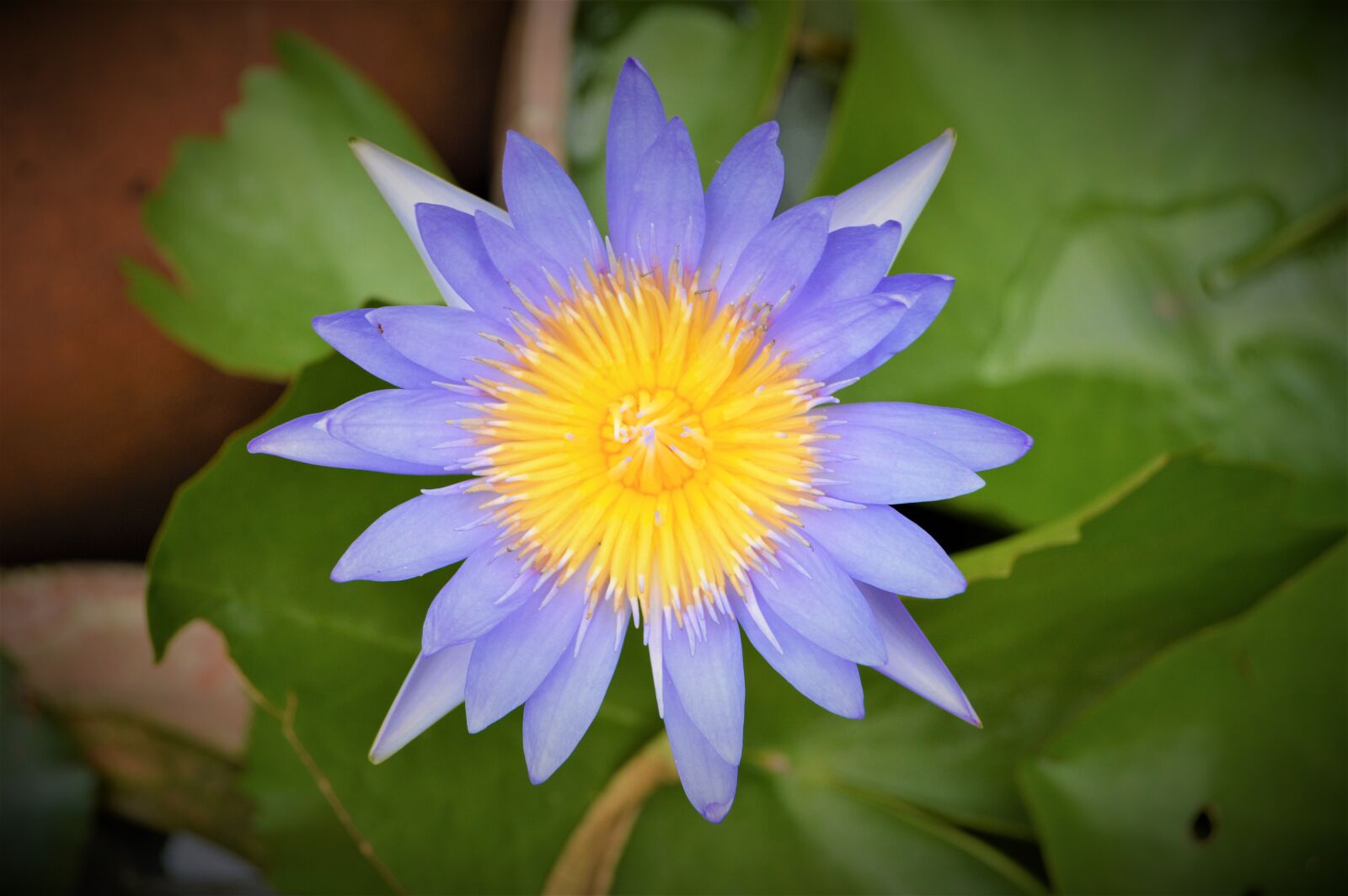 Nikon D3200 sample photo. Lotus, purple flower, flower photography
