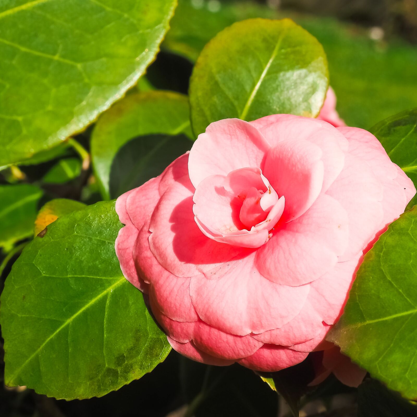 Olympus OM-D E-M10 sample photo. Rose, flower, red roses photography