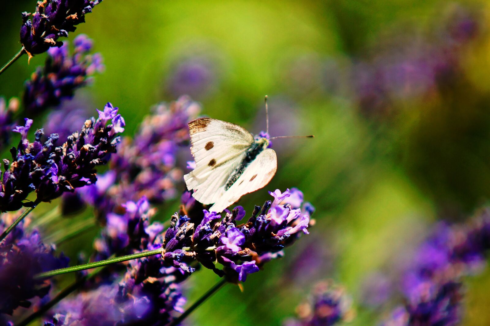 Sony SLT-A57 sample photo. Butterfly, meadow, lavender photography