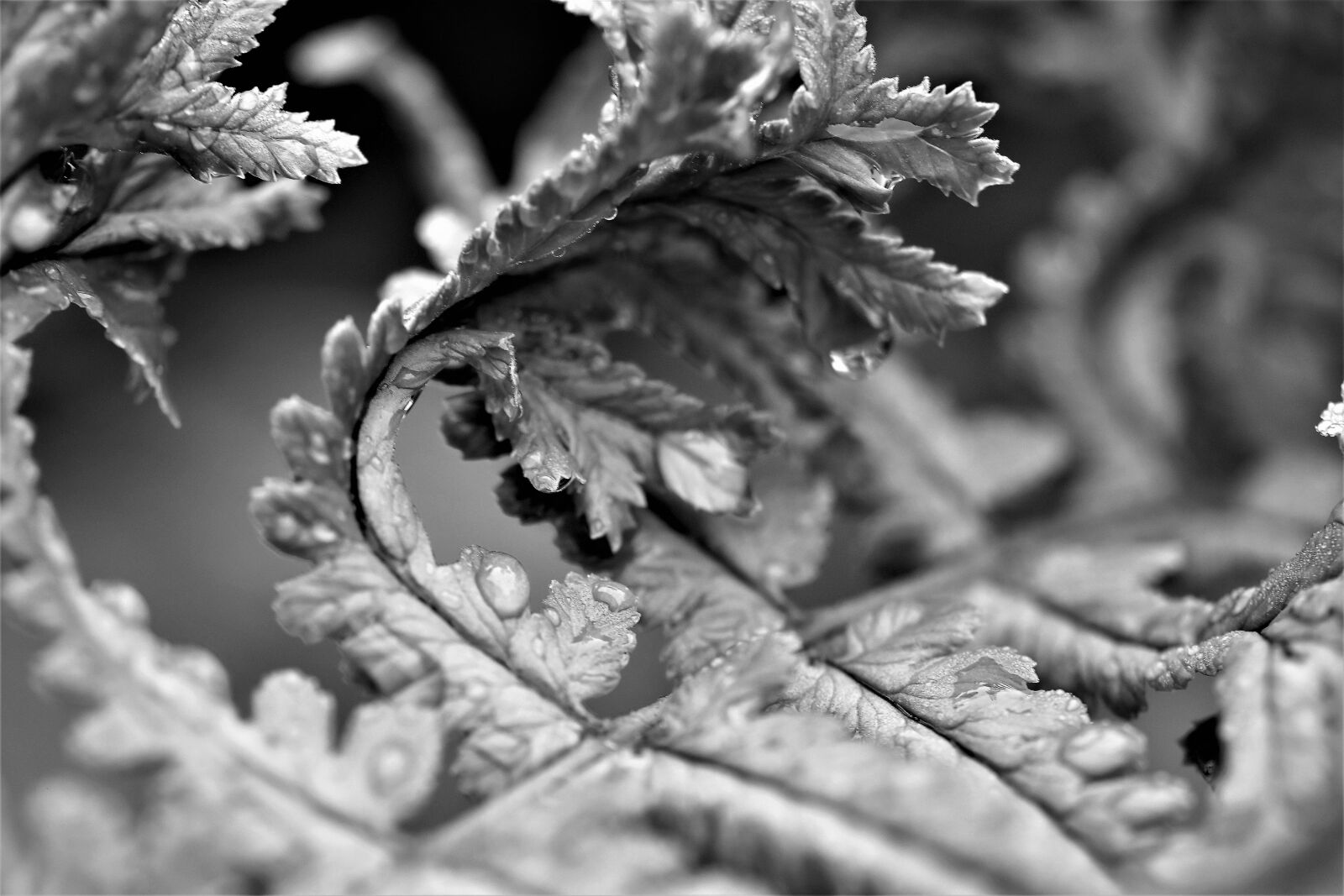 Nikon D5500 sample photo. Black and white, close photography