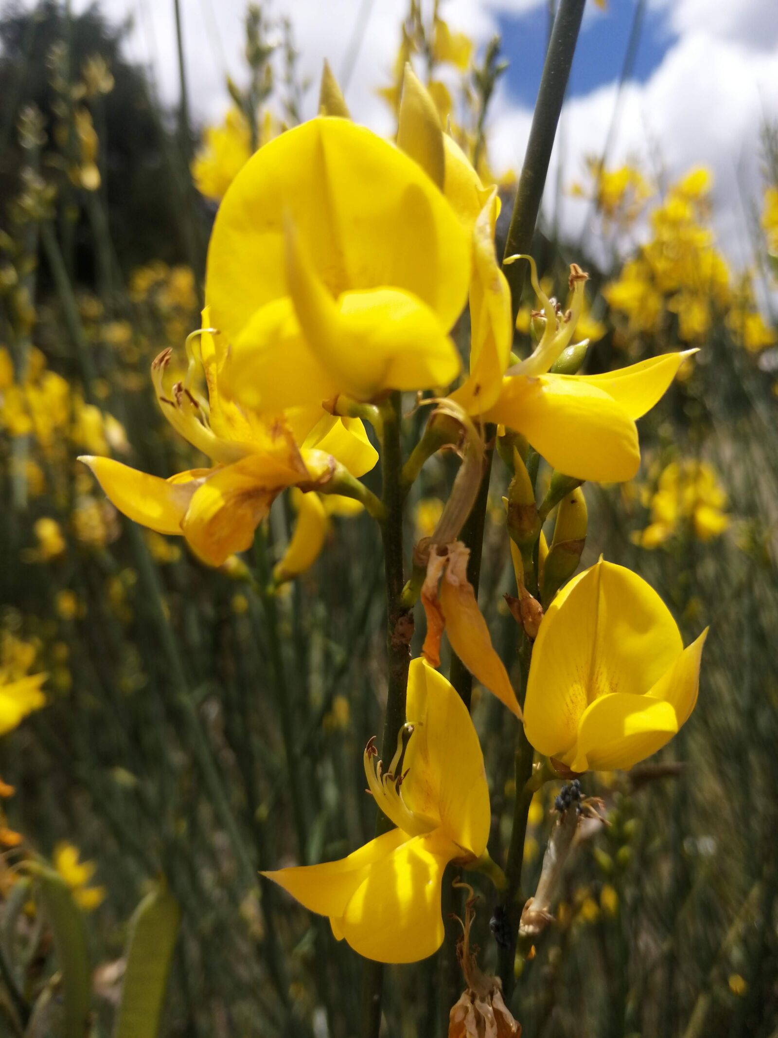 HUAWEI SNE-LX3 sample photo. Flor, amarillo, planta photography