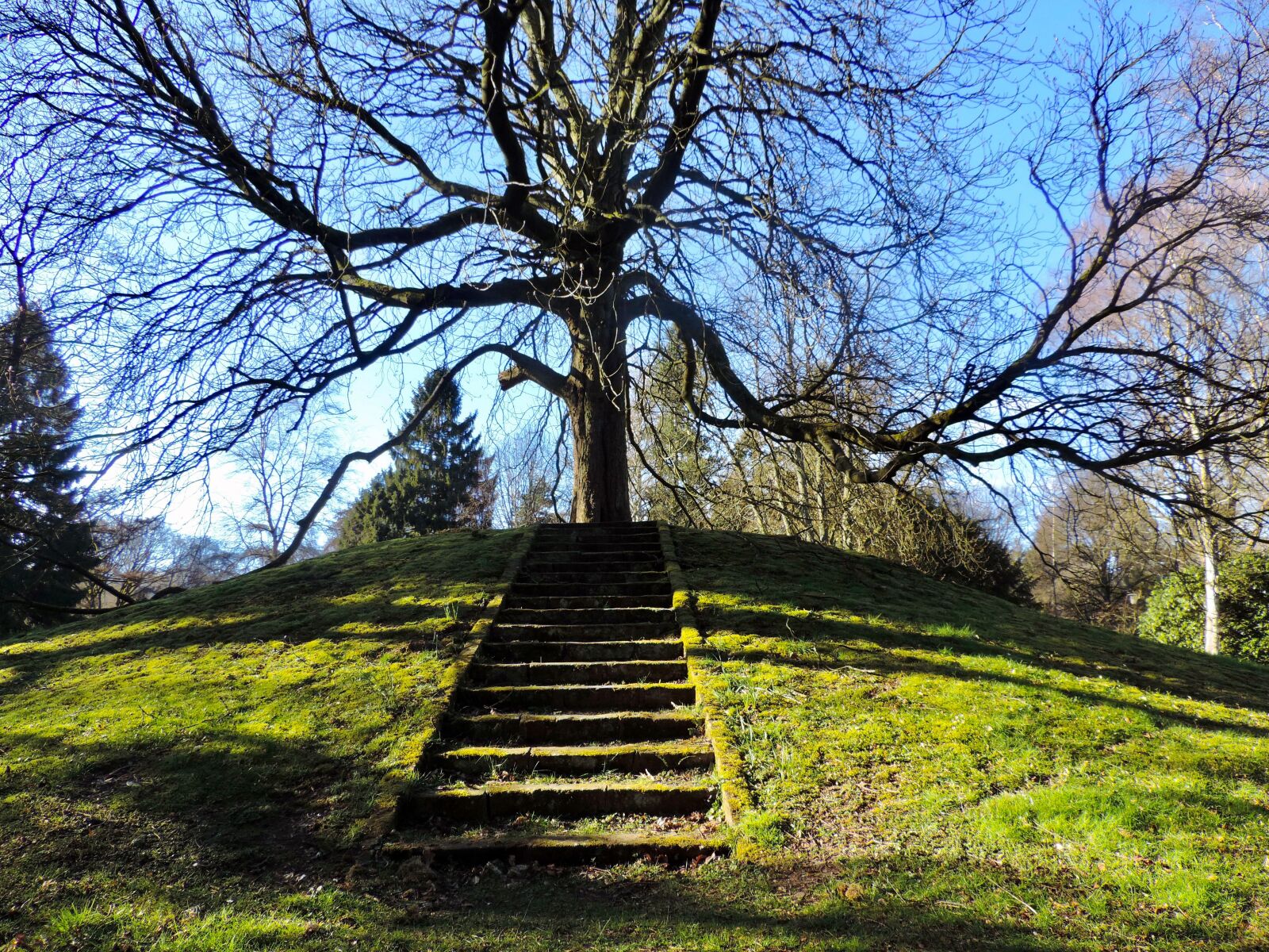 Nikon Coolpix P520 sample photo. Trees, hill, sky photography