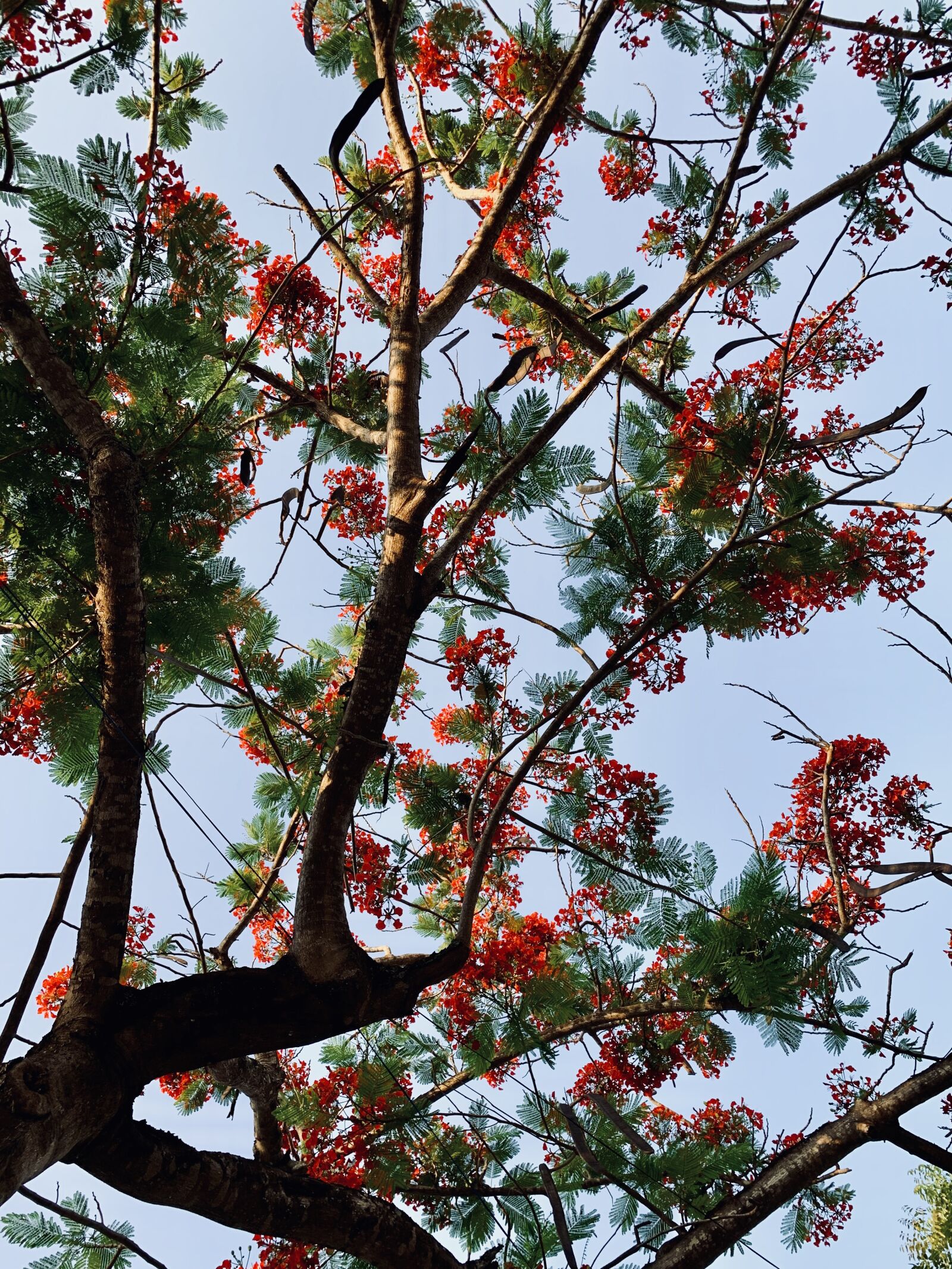 Apple iPhone XR sample photo. Phoenix-flower, summer, vietnam photography