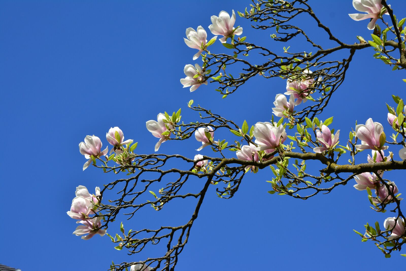 Nikon D5200 sample photo. Magnolia, magnolia tree, flowers photography