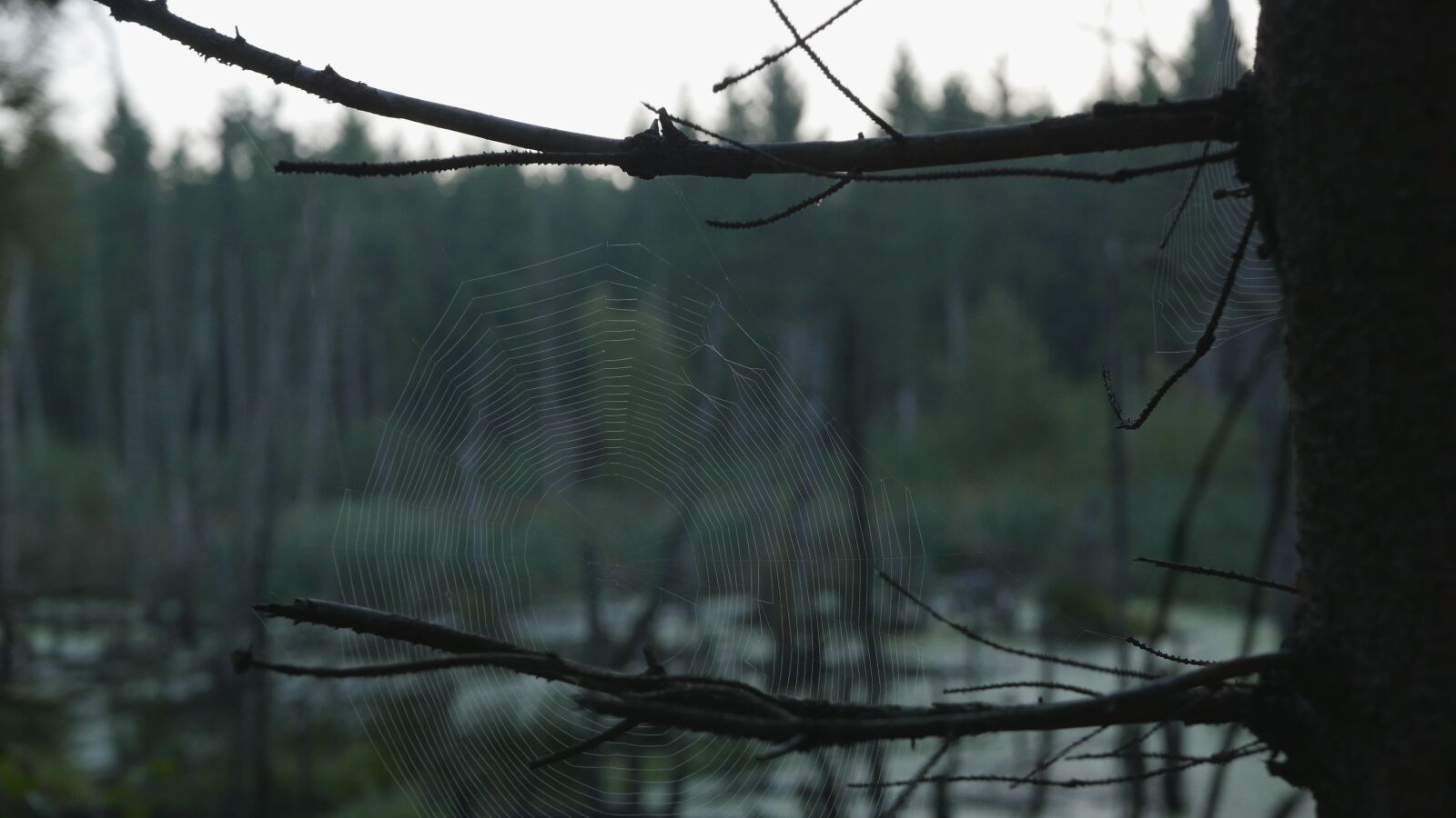 Panasonic Lumix DMC-LX100 sample photo. Gloomy, spiderweb, lake photography