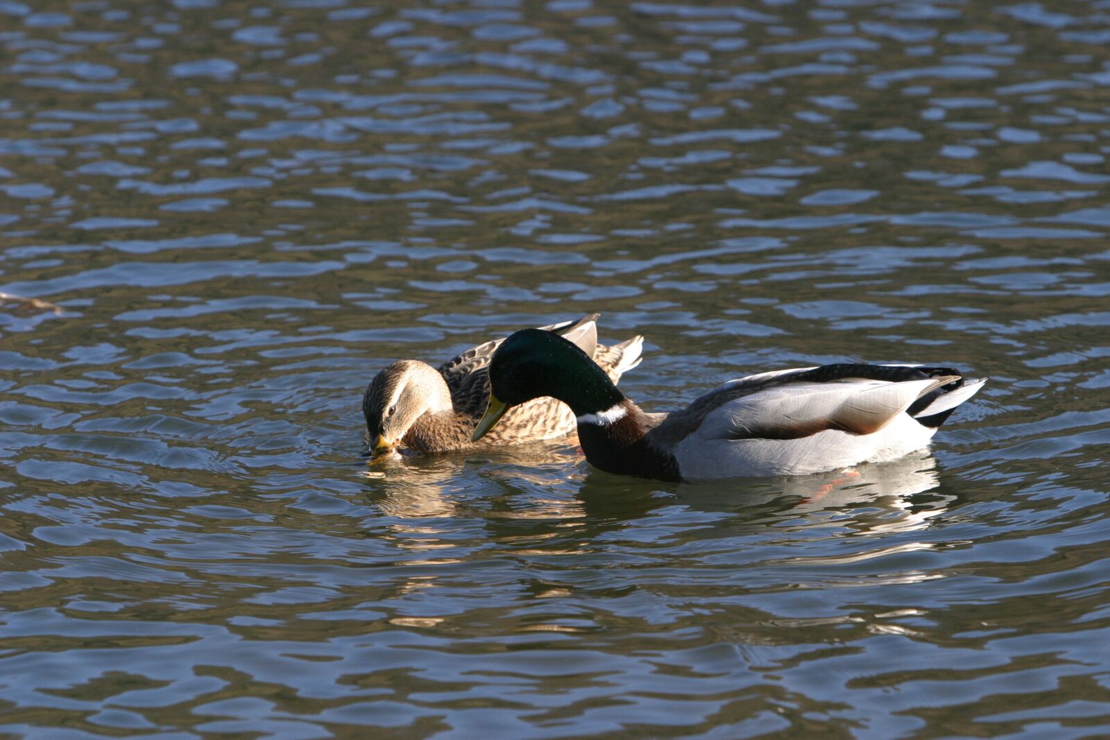 Canon EOS 10D sample photo. Wild ducks, altm hl photography