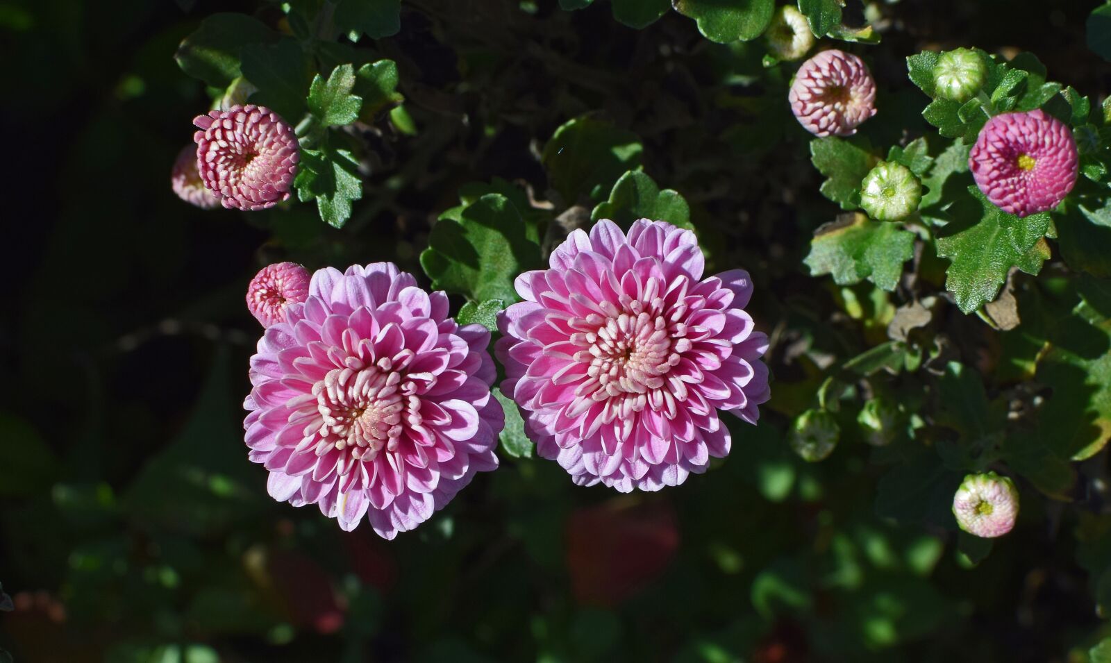 Nikon D3300 sample photo. Fall pink-purple mums, chrysanthemum photography