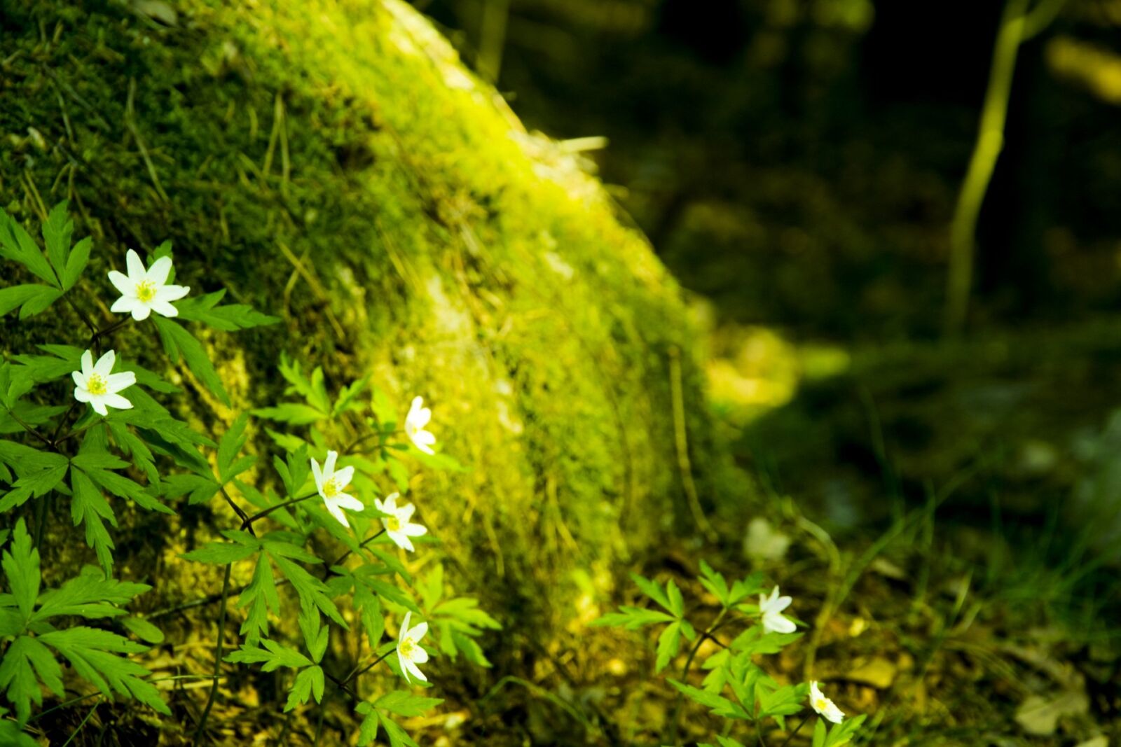 Nikon D7100 sample photo. Forest, green, the nature photography