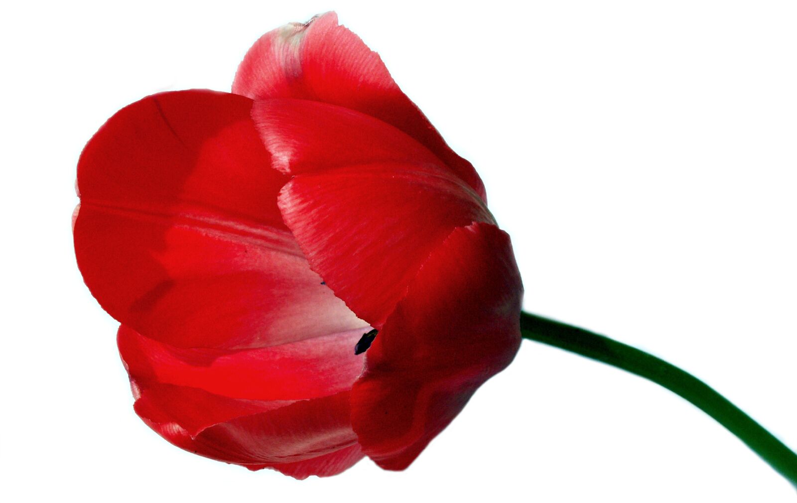 KONICA MINOLTA DiMAGE Z5 sample photo. Tulip, red, spring photography