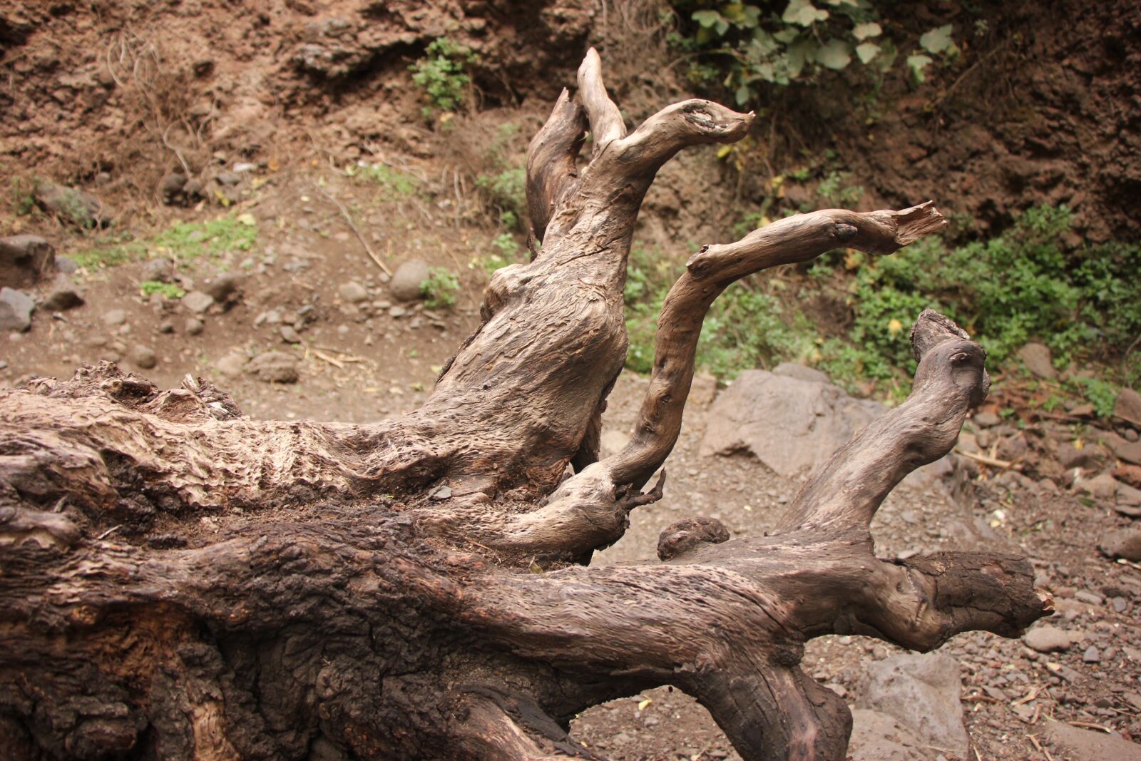 Canon EOS 550D (EOS Rebel T2i / EOS Kiss X4) sample photo. Wood, tree, log photography