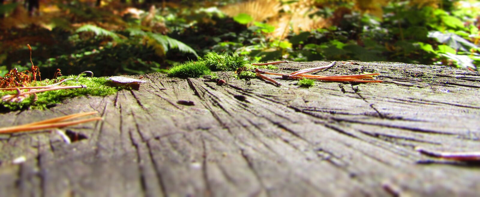 Canon PowerShot SX410 IS sample photo. Brown, wooden, surface photography