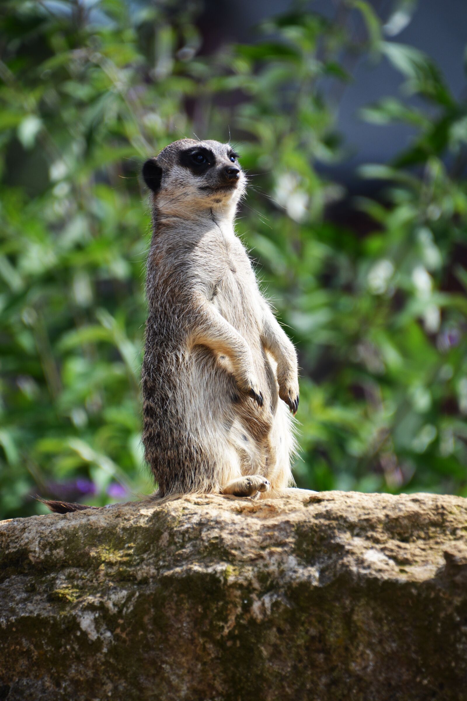Nikon D5200 sample photo. Meerkat, guard, animal photography