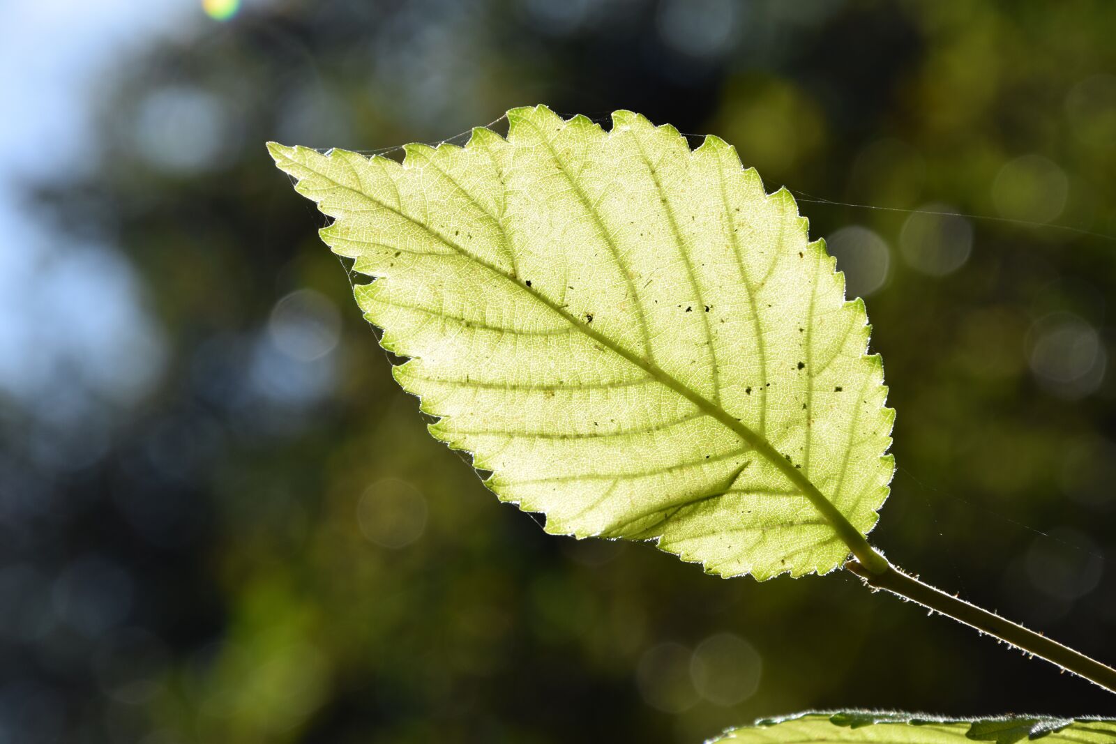 Nikon D3300 sample photo. Leaf, tree, nature photography